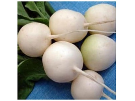 Семена Редис Моховский 2г б/п А 9053