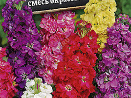 Семена Маттиола Букетная (Левкой), смесь окрасок 0,2г А 3052