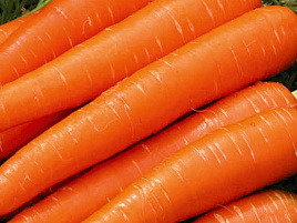 Семена Морковь Шантане 2461 2г б/п ВХ 4280