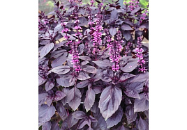 Семена Базилик Фиолетовый 0,3г Г 2684