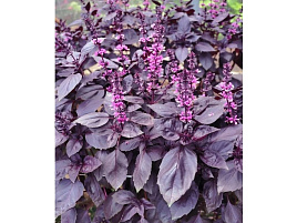 Семена Базилик Фиолетовый 0,3г Г 2684