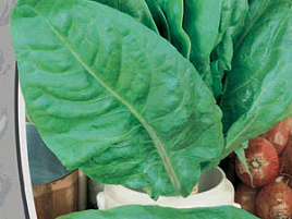 Семена Щавель Крупнолистный 1г б/п ВХ 3866/4756