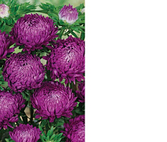 Семена Астра Фиолетовая башня 0,2г ВХ 0193