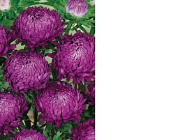 Семена Астра Фиолетовая башня 0,2г ВХ 0193