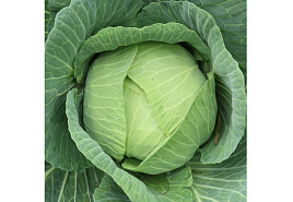 Семена Капуста Подарок б/к 1г позд. б/п ВХ 1398
