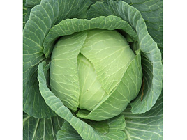 Семена Капуста Подарок б/к 1г позд. б/п ВХ 1398