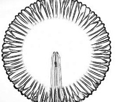 Блюдо стекло 32,5см 10499 Аврора б/уп 6266