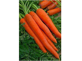 Семена Морковь Витаминная 6 на ленте 8м ЗСА 0867