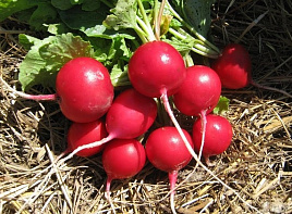 Семена Редис Сакса 3г б/п ВХ 6376