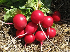 Семена Редис Сакса 3г б/п ВХ 6376