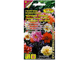 Семена Георгина Черный принц смесь 0,2г е/в 2639